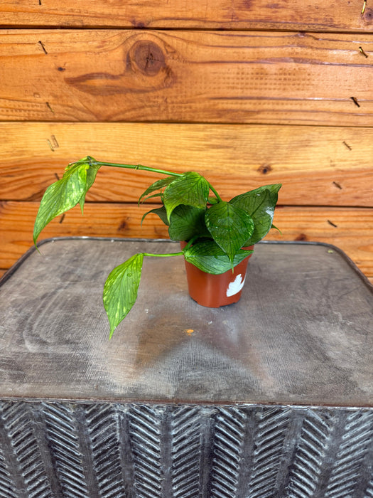 The Plant Farm® Houseplants Hoya Polyneura Broget, 2"  Plant