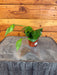 The Plant Farm® Houseplants Hoya Polyneura Broget, 2"  Plant