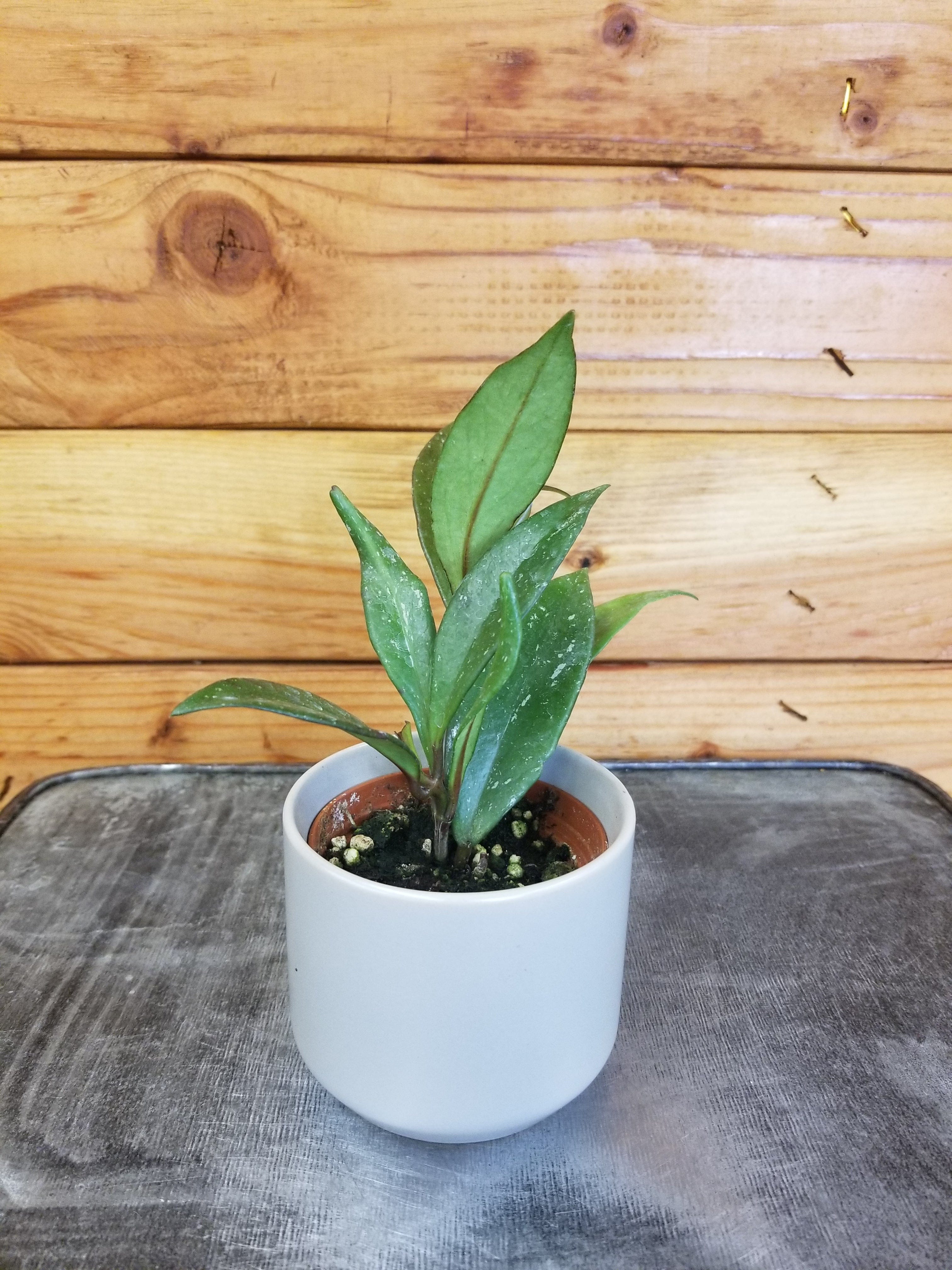 the-plant-farm-houseplants-