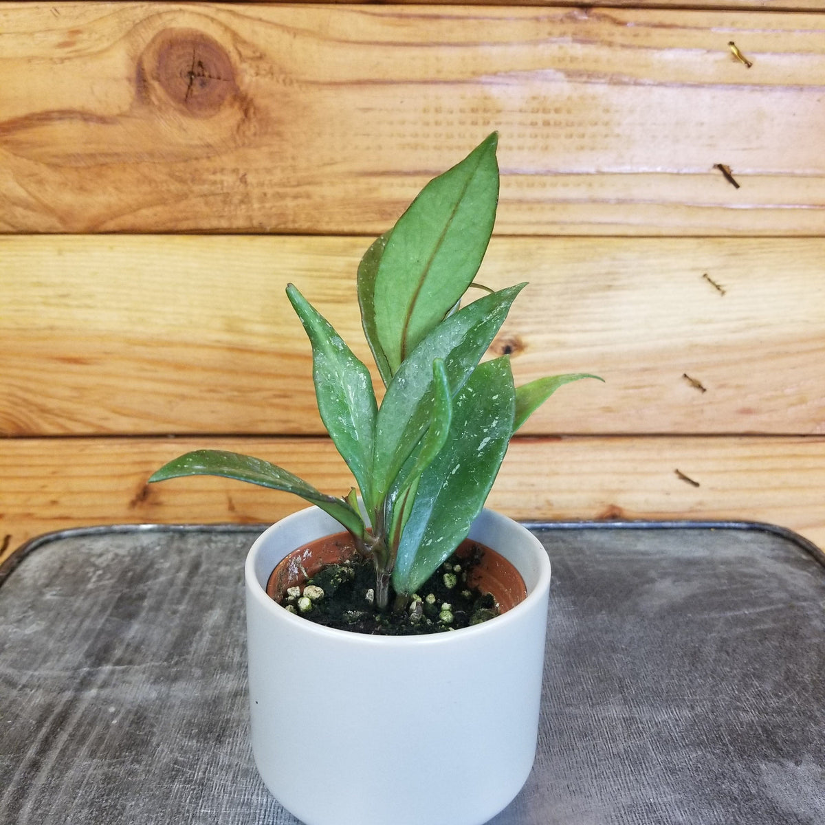 p様　HOYA2種 Hoya Pubicalyx Royal Hawaiian, 2