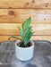 The Plant Farm® Houseplants Hoya Pubicalyx Royal Hawaiian, 2" Plant