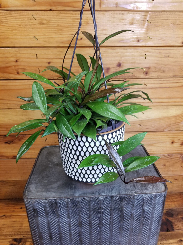 the-plant-farm-houseplants-