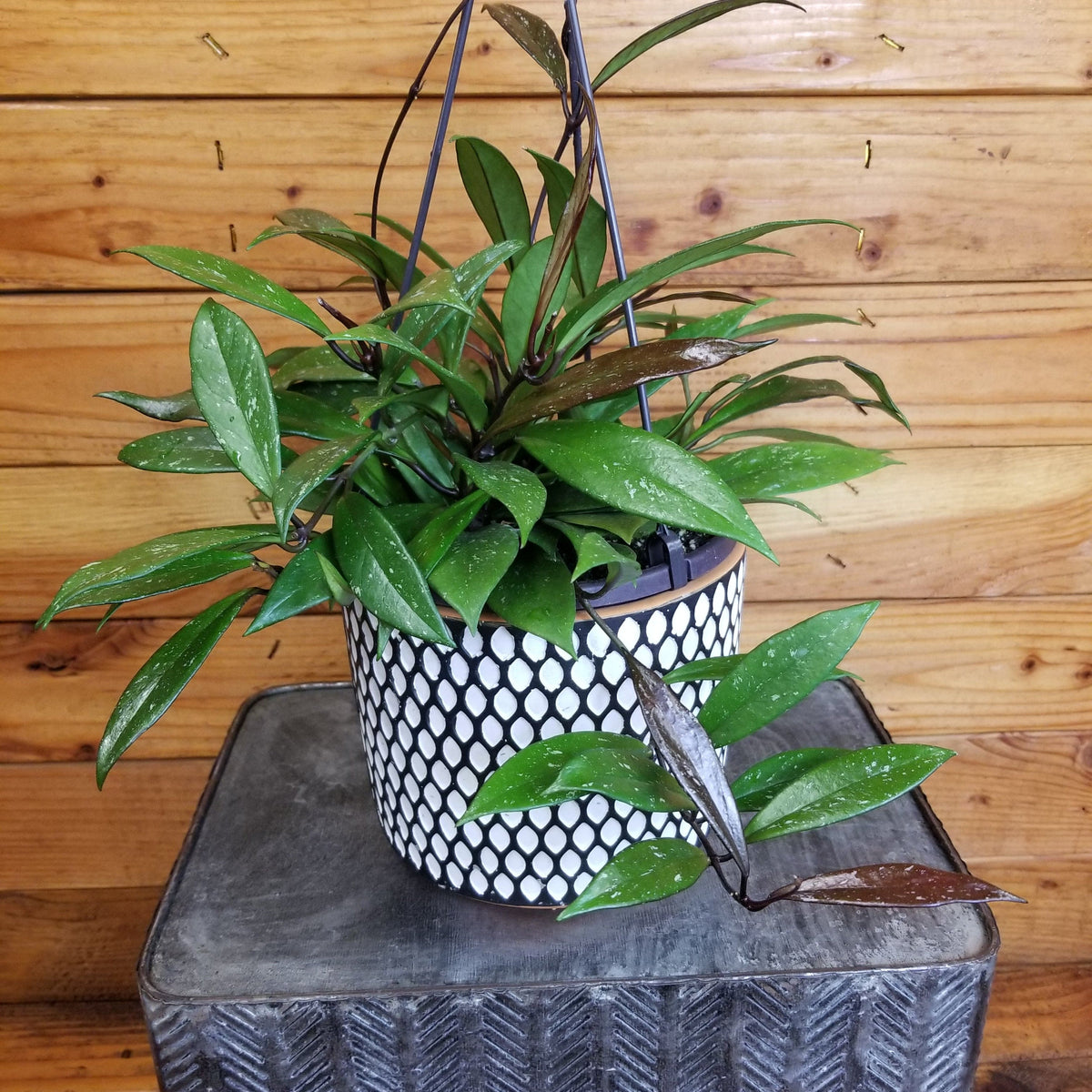 Hoya Pubicalyx Royal Hawaiian, 6