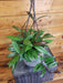 The Plant Farm® Houseplants Hoya Pubicalyx Royal Hawaiian, 6" Plant
