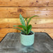 The Plant Farm® Houseplants Hoya Pubicalyx Splash, 2" Plant