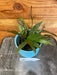The Plant Farm® Houseplants Hoya Pubicalyx Splash, 4" Plant