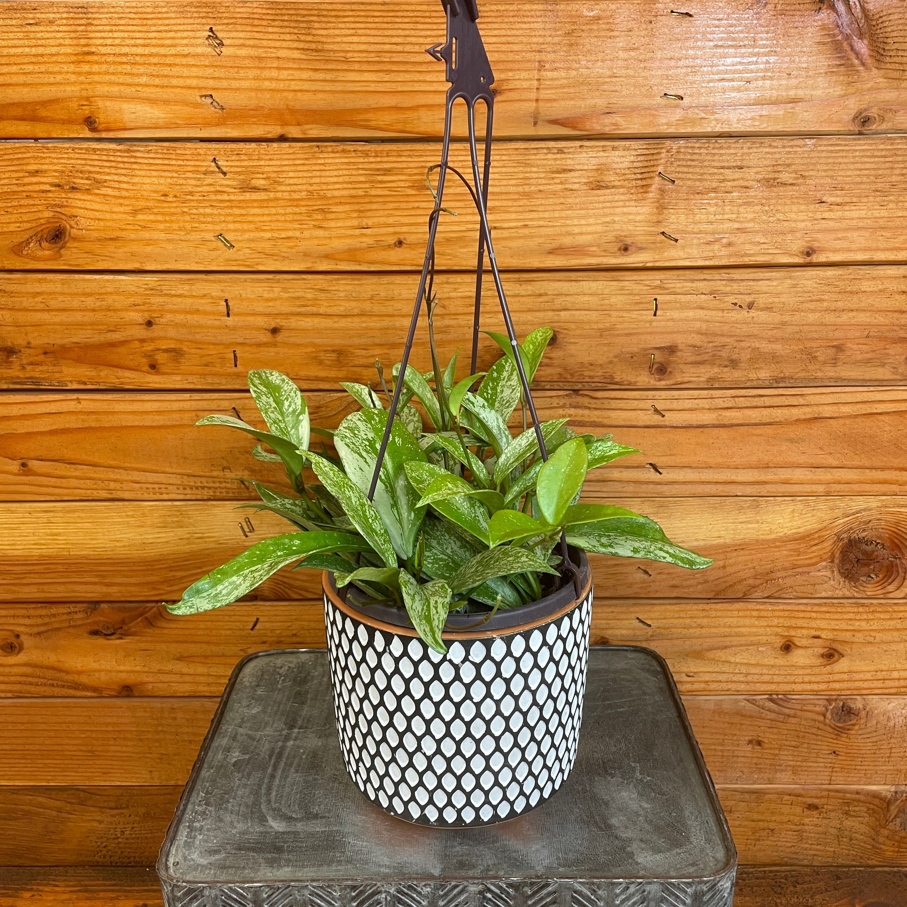 the-plant-farm-houseplants-