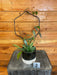 The Plant Farm® Houseplants Hoya Pubicalyx Splash on Assorted Hoops-Pick Your Plant, 4" Plant