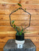 The Plant Farm® Houseplants Hoya Pubicalyx Splash on Assorted Hoops-Pick Your Plant, 4" Plant