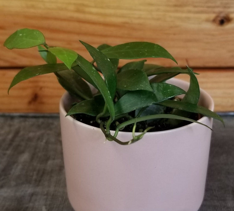 The Plant Farm® Houseplants Hoya Rebecca, 2" Plant