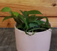 The Plant Farm® Houseplants Hoya Rebecca, 2" Plant