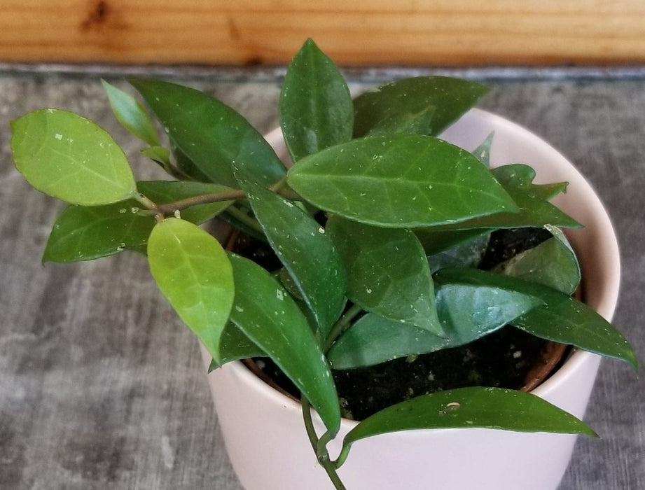 The Plant Farm® Houseplants Hoya Rebecca, 2" Plant
