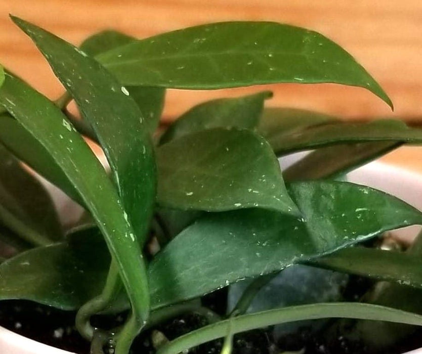 The Plant Farm® Houseplants Hoya Rebecca, 2" Plant