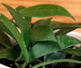 The Plant Farm® Houseplants Hoya Rebecca, 2" Plant