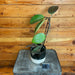 The Plant Farm® Houseplants Hoya Rigida Kho Chang Hoop-Pick Your Plant, 4" Plant