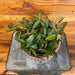 The Plant Farm® Houseplants Hoya Rosita, 6" Plant