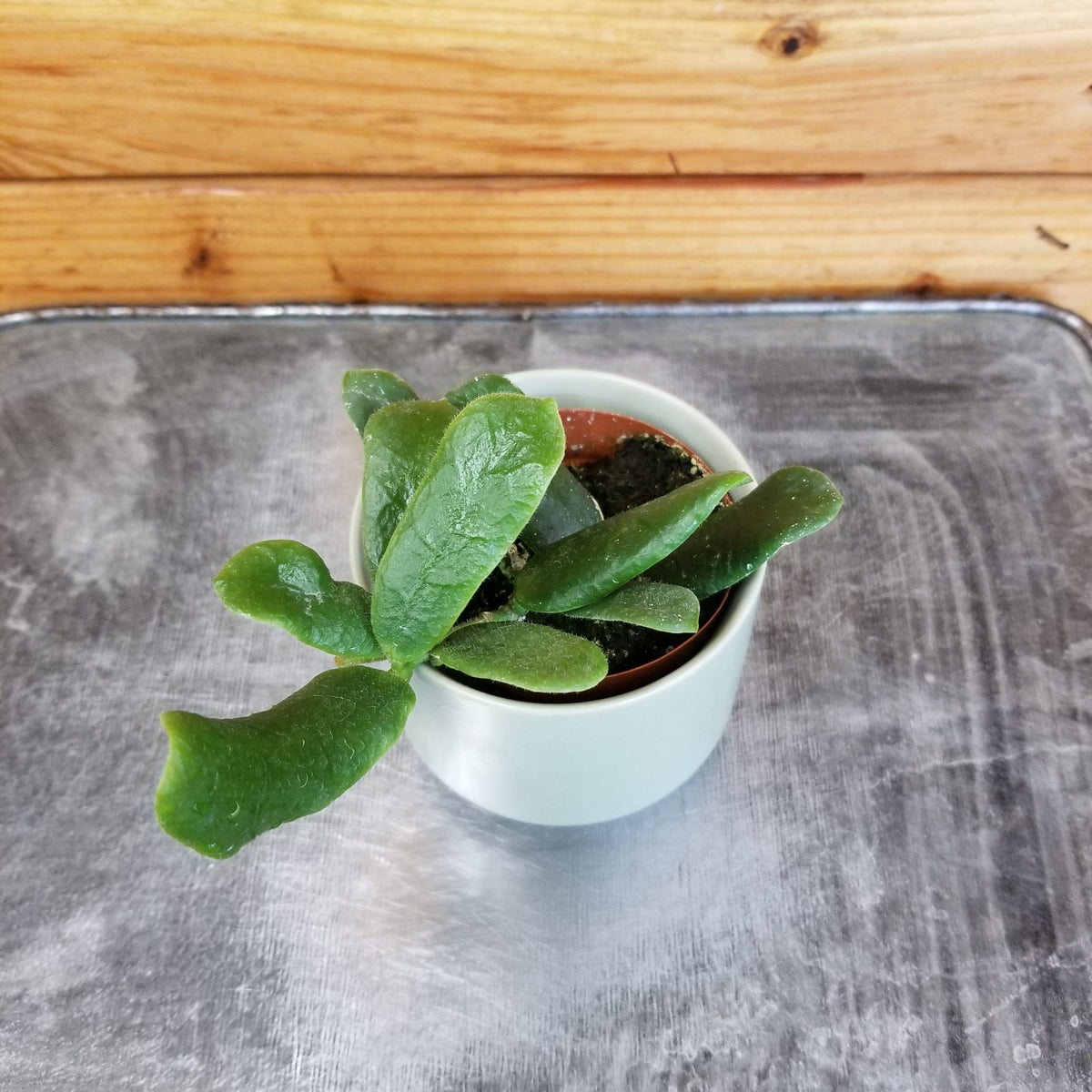 Hoya Rotundiflora, 2