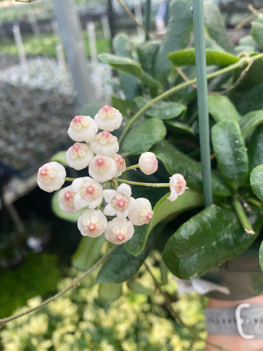 The Plant Farm® Houseplants Hoya Rotundiflora, 4" Plant