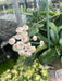 The Plant Farm® Houseplants Hoya Rotundiflora, 4" Plant