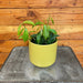 The Plant Farm® Houseplants Hoya Rubida, 4" Plant