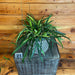 The Plant Farm® Houseplants Hoya Shepherdii - Pick Your Plant, 6" Plant
