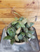 The Plant Farm® Houseplants Hoya Sigillatis AH 001 sp. Borneo, 6" Plant