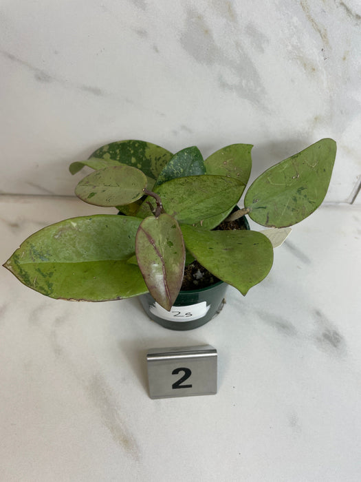 The Plant Farm® Houseplants Hoya Silver Dollar, 4" Plant-Pick Your Plant