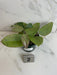 The Plant Farm® Houseplants Hoya Silver Dollar, 4" Plant-Pick Your Plant