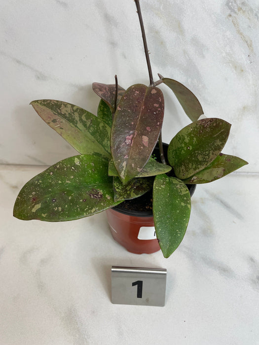 The Plant Farm® Houseplants Hoya Silver Dollar, 4" Plant-Pick Your Plant