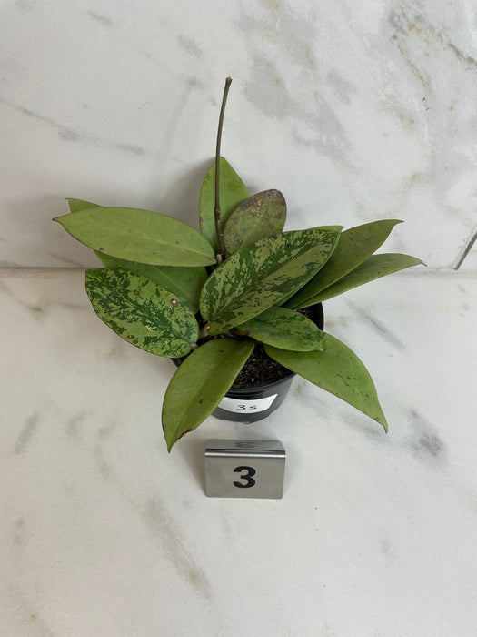 The Plant Farm® Houseplants Hoya Silver Dollar, 4" Plant-Pick Your Plant