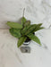 The Plant Farm® Houseplants Hoya Silver Dollar, 4" Plant-Pick Your Plant