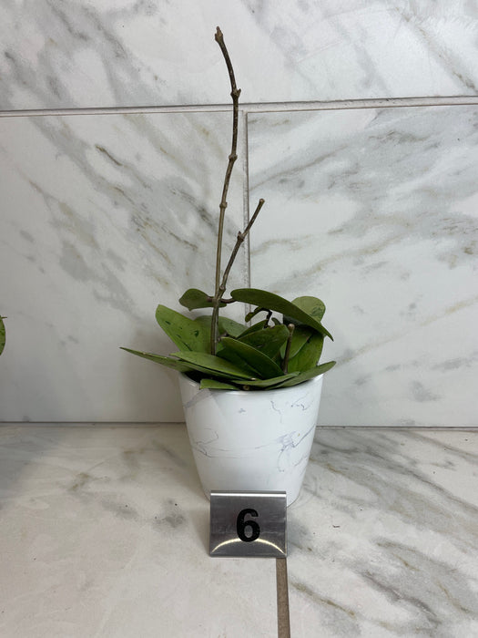 The Plant Farm® Houseplants Hoya Silver Dollar, 4" Plant-Pick Your Plant