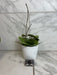 The Plant Farm® Houseplants Hoya Silver Dollar, 4" Plant-Pick Your Plant