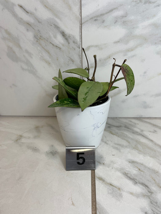 The Plant Farm® Houseplants Hoya Silver Dollar, 4" Plant-Pick Your Plant