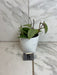 The Plant Farm® Houseplants Hoya Silver Dollar, 4" Plant-Pick Your Plant