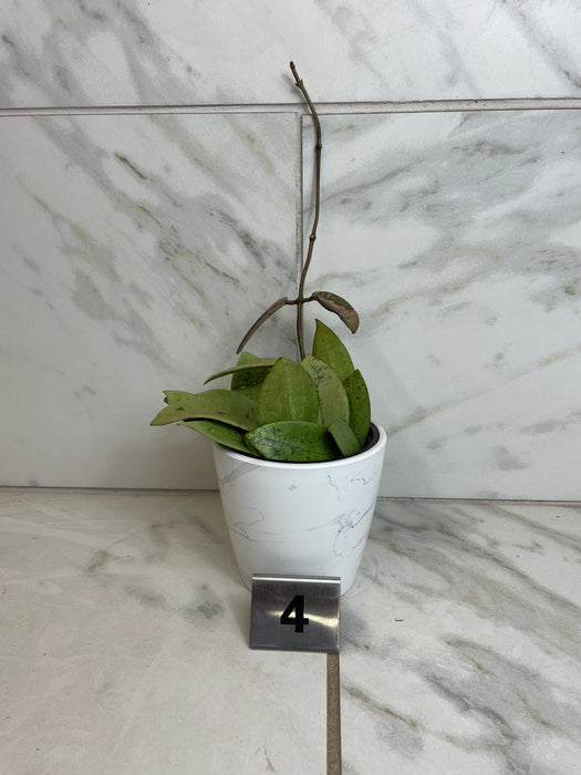 The Plant Farm® Houseplants Hoya Silver Dollar, 4" Plant-Pick Your Plant