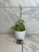 The Plant Farm® Houseplants Hoya Silver Dollar, 4" Plant-Pick Your Plant