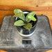 The Plant Farm® Houseplants Hoya Silver Dollar - Pick Your Plant, 4" Plant