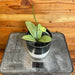 The Plant Farm® Houseplants Hoya Silver Dollar - Pick Your Plant, 4" Plant