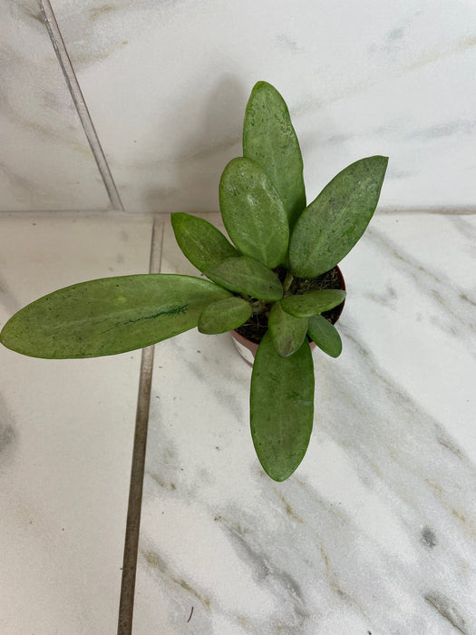 The Plant Farm® Houseplants Hoya Silver Lady, 2" Plant