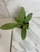 The Plant Farm® Houseplants Hoya Silver Lady, 2" Plant