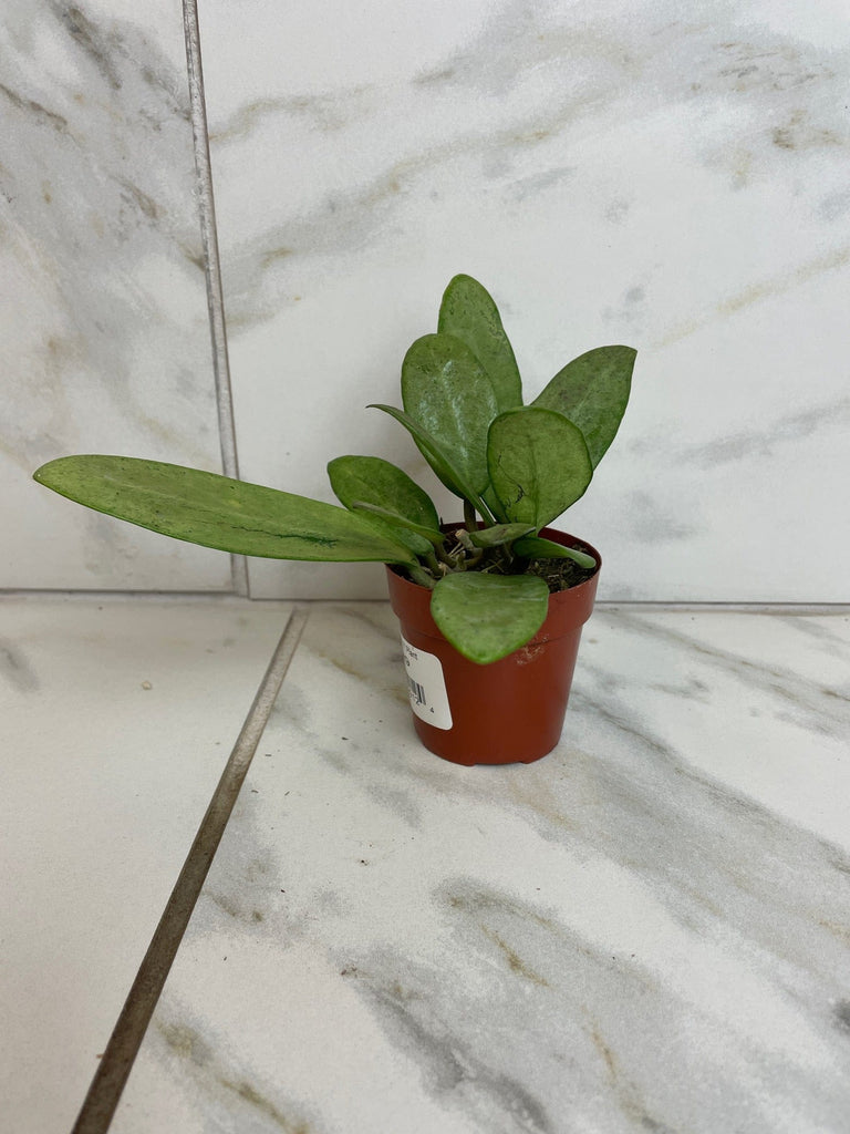 buy hoya plant Hoya Silver Lady, 2