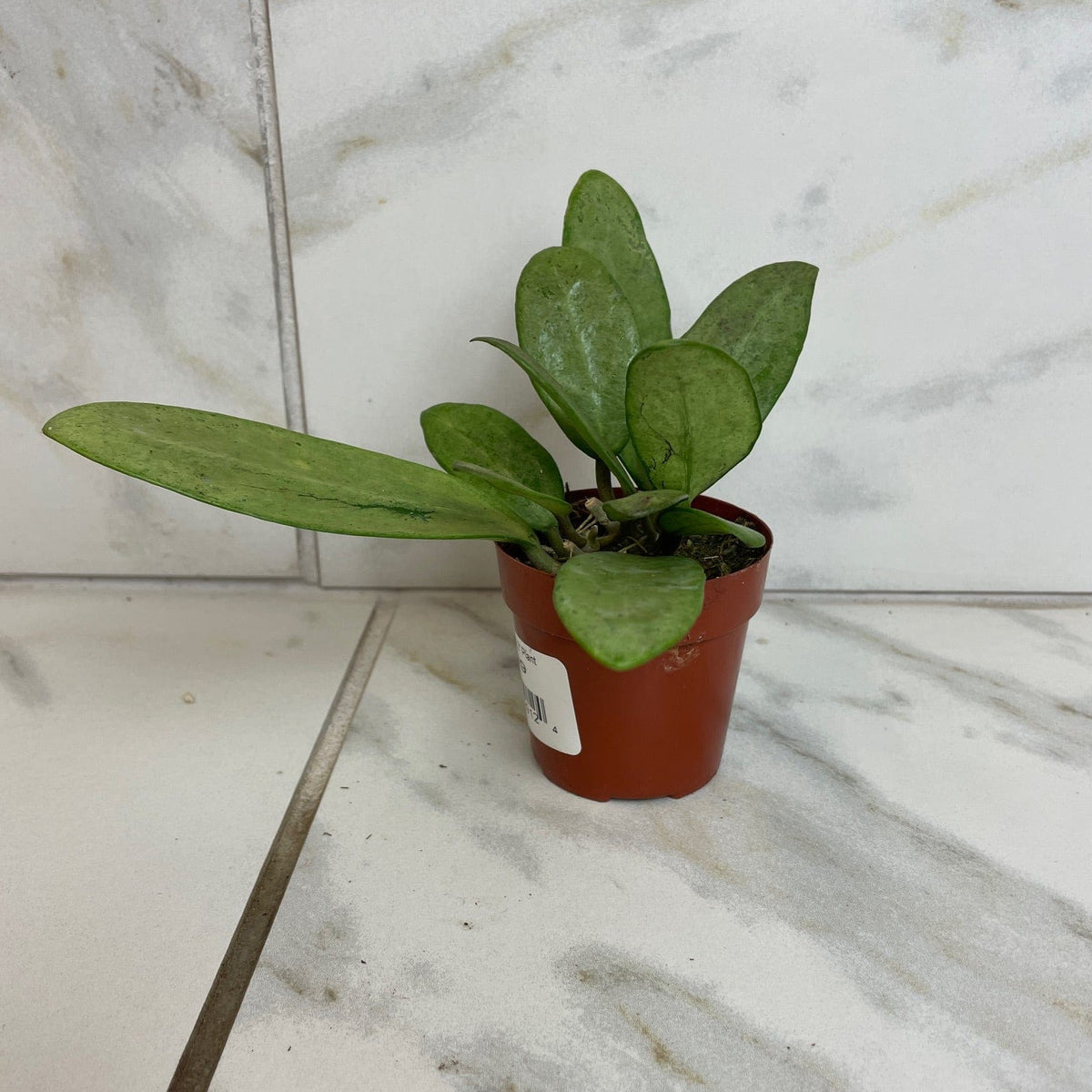 Hoya Silver Lady, 2