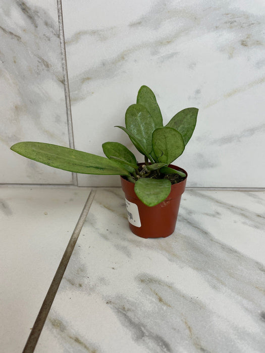 The Plant Farm® Houseplants Hoya Silver Lady, 2" Plant