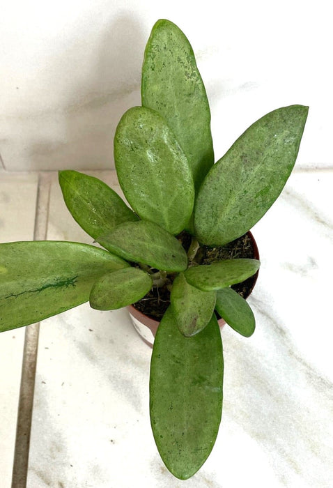 The Plant Farm® Houseplants Hoya Silver Lady, 2" Plant