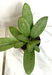 The Plant Farm® Houseplants Hoya Silver Lady, 2" Plant