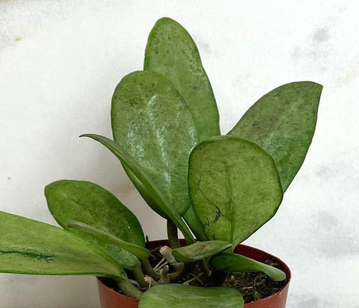 The Plant Farm® Houseplants Hoya Silver Lady, 2" Plant