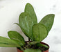 The Plant Farm® Houseplants Hoya Silver Lady, 2" Plant