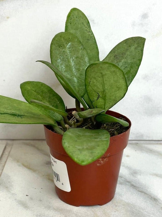 The Plant Farm® Houseplants Hoya Silver Lady, 2" Plant