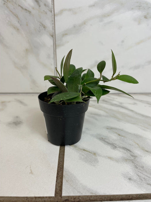 The Plant Farm® Houseplants Hoya Sipitangensis, 2" Plant